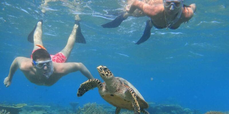 tartaruga fihalhohi dive resort