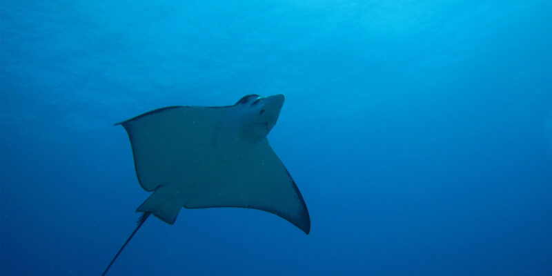 Manta